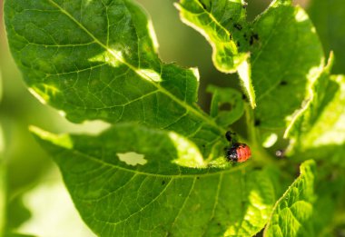 Böcek bahçede patates yaprağı yiyor.