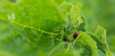 Böcek bahçede patates yaprağı yiyor.