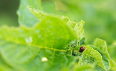 Böcek bahçede patates yaprağı yiyor.