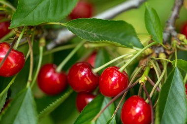Yazın ağaç dalında olgun bir kiraz.