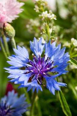 Beyaz arka planda güzel kır çiçekleri