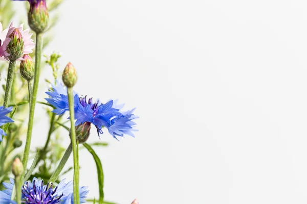 Mooie Wilde Bloemen Een Witte Achtergrond — Stockfoto