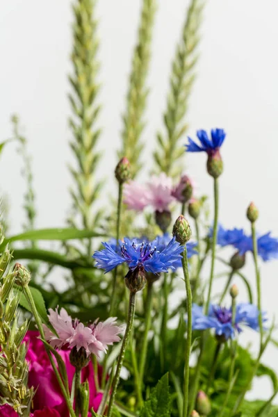 Vackra Vilda Blommor Vit Bakgrund — Stockfoto