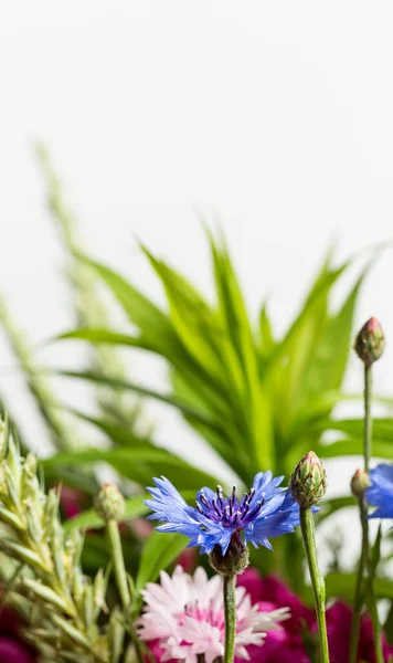 Mooie Wilde Bloemen Een Witte Achtergrond — Stockfoto