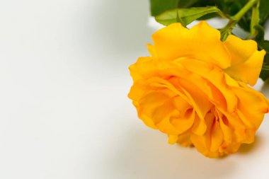 Beyaz arka planda yeşil yapraklı güzel sarı gül, hediye ya da dekor için.