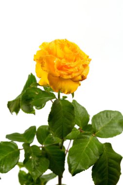 Beyaz arka planda yeşil yapraklı güzel sarı gül, hediye ya da dekor için.