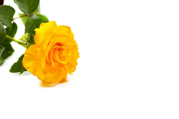 Hermosa Rosa Amarilla Con Hojas Verdes Sobre Fondo Blanco Para — Foto de Stock