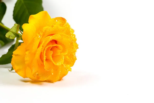白い背景に緑の葉で美しい黄色のバラ 贈り物や装飾のために — ストック写真