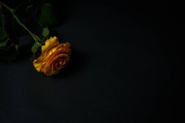 Siyah arka planda yeşil yaprakları olan güzel sarı bir gül hediye veya dekor için.