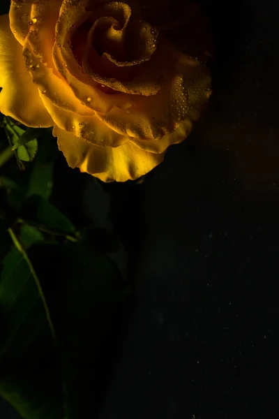 Красива Жовта Троянда Зеленим Листям Чорному Тлі Подарунка Або Декору — стокове фото