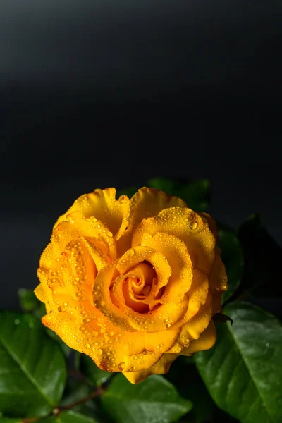 Belle Rose Jaune Avec Des Feuilles Vertes Sur Fond Noir — Photo