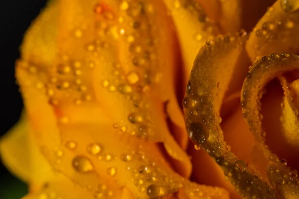 Beautiful Yellow Rose Green Leaves Black Background Gift Decor — Stock Photo, Image