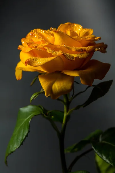 Belle Rose Jaune Avec Des Feuilles Vertes Sur Fond Noir — Photo