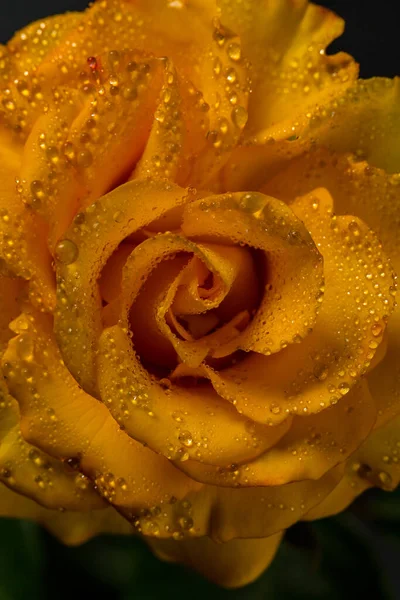 Schöne Gelbe Rose Mit Grünen Blättern Auf Schwarzem Hintergrund Als — Stockfoto
