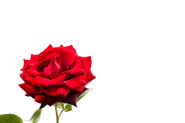 Beyaz arka planda yeşil yapraklı güzel kırmızı gül, hediye ya da dekor için.