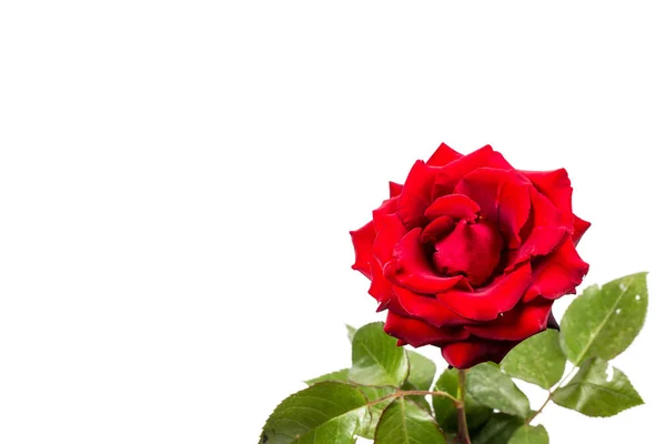 白い背景に緑の葉で美しい赤いバラ 贈り物や装飾のために — ストック写真