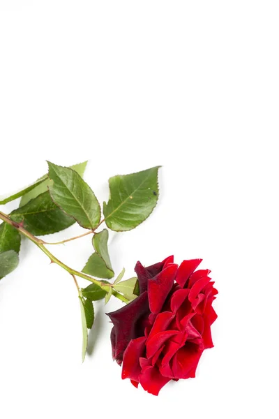 白い背景に緑の葉で美しい赤いバラ 贈り物や装飾のために — ストック写真
