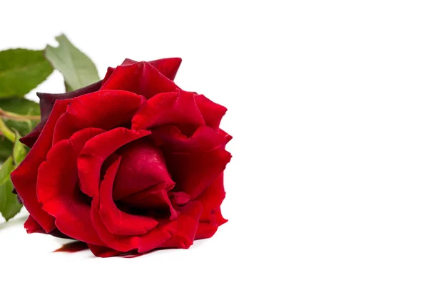 Όμορφο Κόκκινο Τριαντάφυλλο Πράσινα Φύλλα Λευκό Φόντο Για Δώρο Διακόσμηση — Φωτογραφία Αρχείου