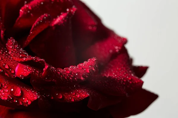 Belle Rose Rouge Avec Des Feuilles Vertes Sur Fond Blanc — Photo