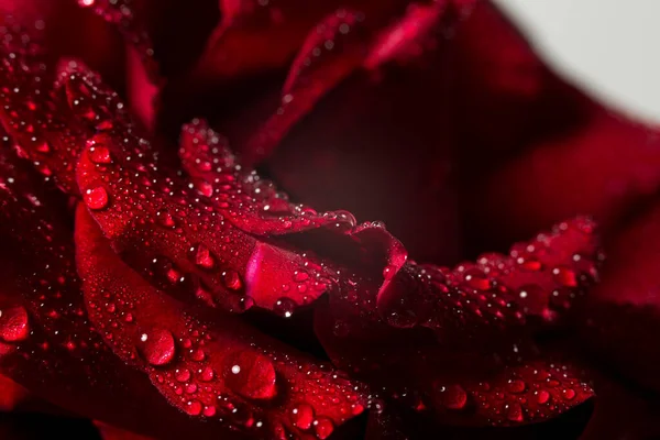 Красивая Красная Роза Зелеными Листьями Белом Фоне Подарка Декора — стоковое фото