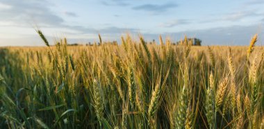 Yazın gün batımında büyük buğday tarlası