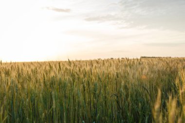 Yazın gün batımında büyük buğday tarlası