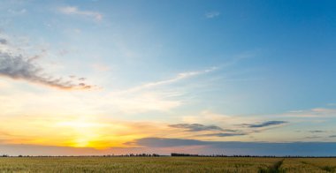 Yazın gün batımında büyük buğday tarlası