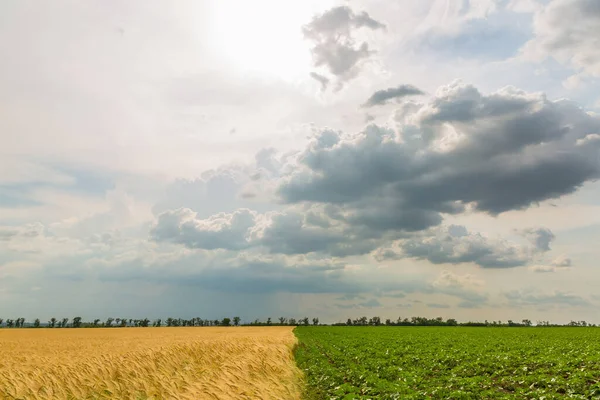 Yazın gün batımında büyük buğday tarlası