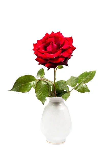 Czerwona Róża Białym Wazonie Białym Tle — Zdjęcie stockowe