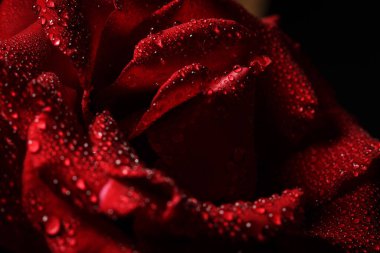 Siyah arka planda çiğ taneli kırmızı gül