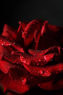 Siyah arka planda çiğ taneli kırmızı gül
