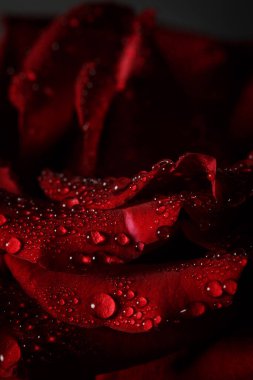 Siyah arka planda çiğ taneli kırmızı gül
