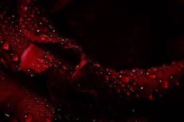 Siyah arka planda çiğ taneli kırmızı gül