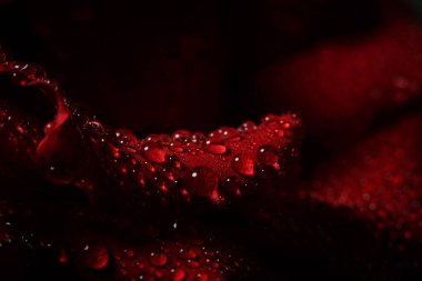 Siyah arka planda çiğ taneli kırmızı gül