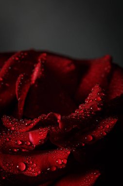 Siyah arka planda çiğ taneli kırmızı gül