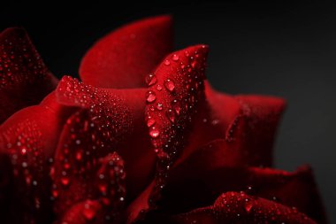 Siyah arka planda çiğ taneli kırmızı gül