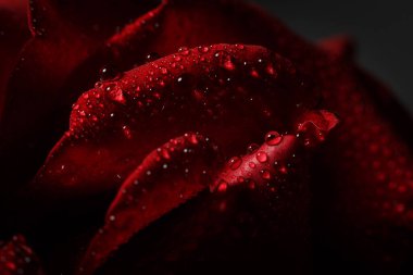 Siyah arka planda çiğ taneli kırmızı gül