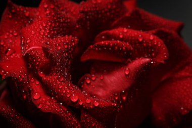 Siyah arka planda çiğ taneli kırmızı gül