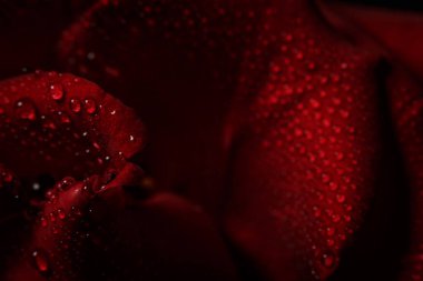 Siyah arka planda çiğ taneli kırmızı gül