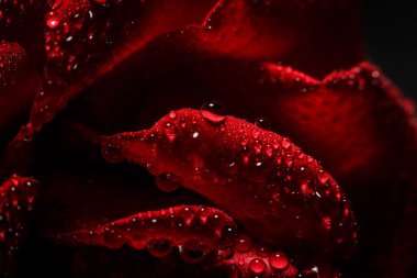 Siyah arka planda çiğ taneli kırmızı gül