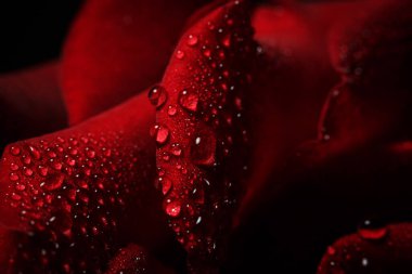 Siyah arka planda çiğ taneli kırmızı gül