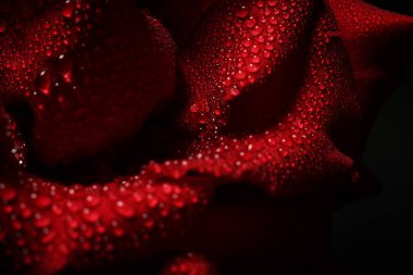 Siyah arka planda çiğ taneli kırmızı gül