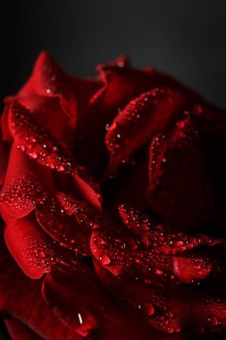 Siyah arka planda çiğ taneli kırmızı gül