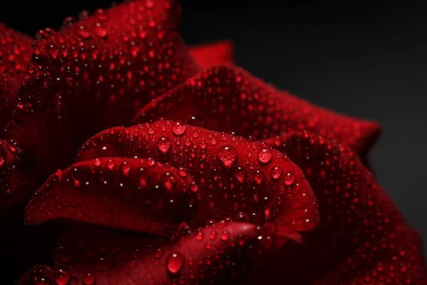 Red rose with dew on a black background