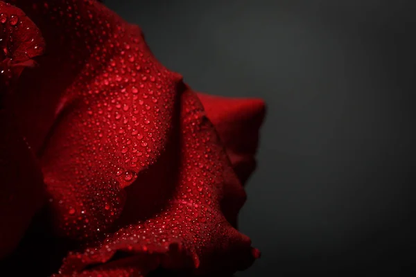 赤は黒を背景に露とバラ — ストック写真