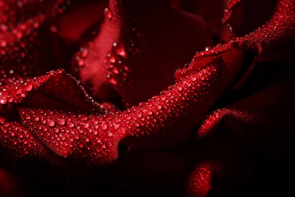 Rose Rouge Avec Rosée Sur Fond Noir — Photo