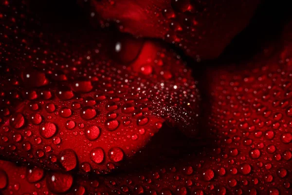 Red Rose Dew Black Background — Stock Photo, Image