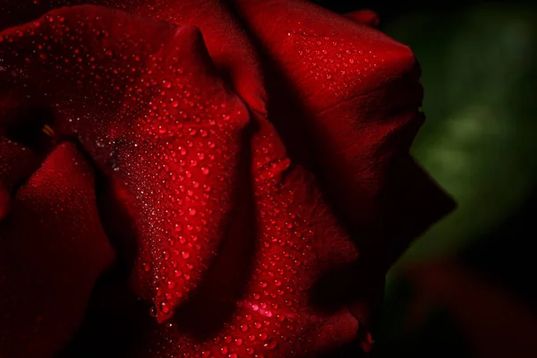 Rosa Vermelha Com Orvalho Sobre Fundo Preto — Fotografia de Stock