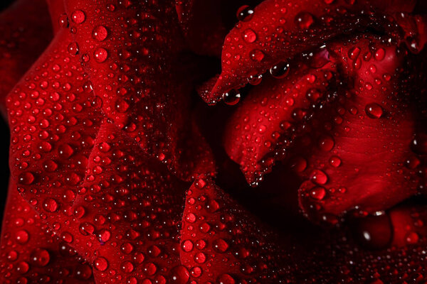Red rose with dew on a black background