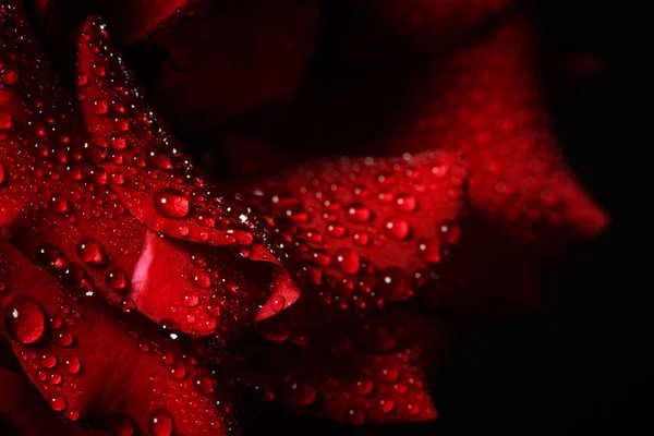 Piros Rózsa Harmat Egy Fekete Háttér — Stock Fotó